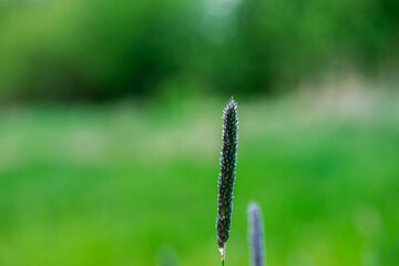 Macro photo of a leaf foxtail grass