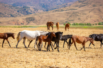A herd of horses graze in the meadow in summer, eat grass, walk and frolic. Pregnant horses and foals, livestock breeding concept.