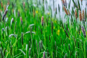 Macro photo of a leaf foxtail grass