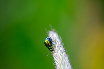 Macro photo of a leaf beetle on foxtail grass