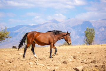 Naklejka premium A herd of horses graze in the meadow in summer, eat grass, walk and frolic. Pregnant horses and foals, livestock breeding concept.