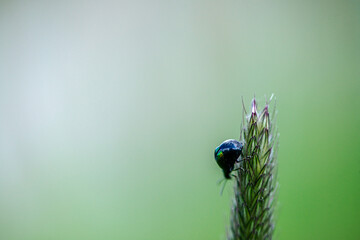 Macro photo of a leaf beetle on foxtail grass