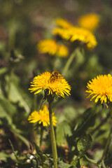 Field milkweed against a blurred background. Close-up of the plant. Sunny day in April