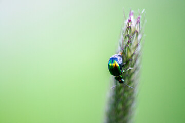 Macro photo of a leaf beetle on foxtail grass