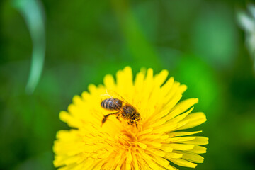 Macro Details of a Honey Bee on Dandelion Flower