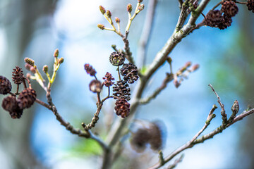 Detailed Close-up of Alnus Glutinosa (Common Alder)
