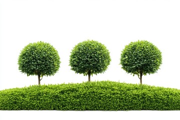 Three topiary trees with round crowns and hedge isolated on white background