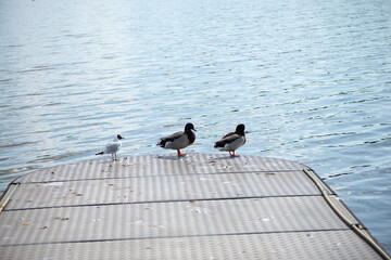 Detailed Close-up of a Green-Headed Duck by the Lake