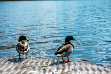 Naklejka premium Detailed Close-up of a Green-Headed Duck by the Lake