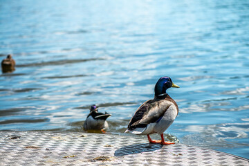 Detailed Close-up of a Green-Headed Duck by the Lake