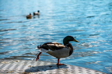 Detailed Close-up of a Green-Headed Duck by the Lake