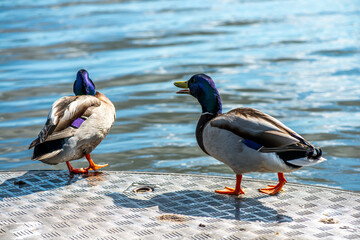 Detailed Close-up of a Green-Headed Duck by the Lake
