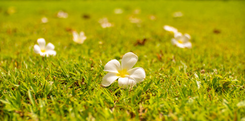 Plumeria flower lies on the lawn. White tropical frangipani flowers on the grass. Tropical...