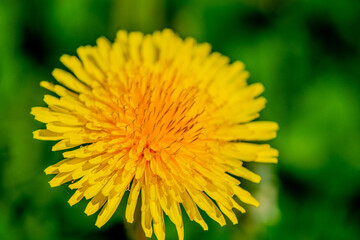 Macro Details of Dandelion Blossoms