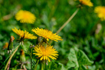 Macro Details of Dandelion Blossoms