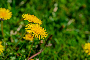 Macro Details of Dandelion Blossoms