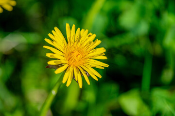 Macro Details of Dandelion Blossoms