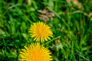 Macro Details of Dandelion Blossoms