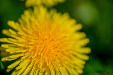 Macro Details of Dandelion Blossoms