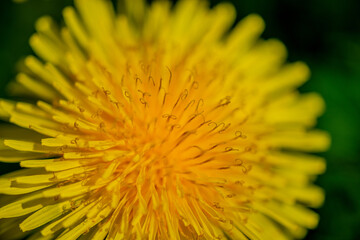 Macro Details of Dandelion Blossoms