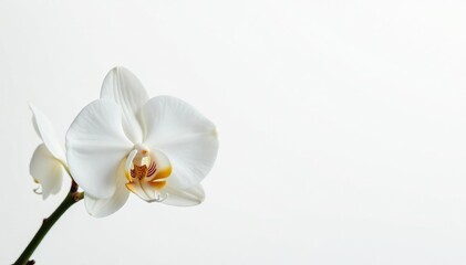 Delicate white orchid blossom on pure white backdrop, delicate, white