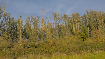 Sunny bare winter trees and shrubs under a blue sky with soft clouds in Durmmeersen nature reserve, Vinderhoute, Flanders, Belgium 