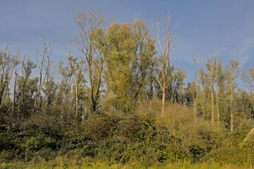 Sunny bare winter trees and shrubs under a blue sky with soft clouds in Durmmeersen nature reserve, Vinderhoute, Flanders, Belgium 