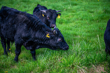 Fototapeta premium Black Bulls Grazing Peacefully on Green Grass
