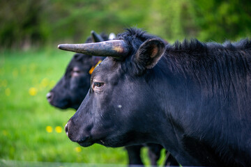 Black Bulls Grazing Peacefully on Green Grass