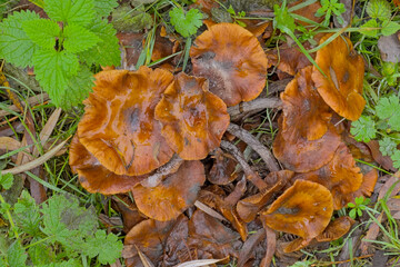 Brown velvet foot mushrooms on the forest floor - Flammulina velutipes 