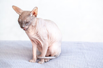 Egyptian sphinx cat looking at camera sitting on bed. Close up of hairless cat pet.
