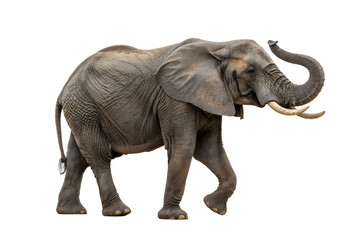 elephant isolated on white