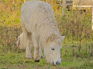 Close-up of cute white pony in a green meadow in Vinderhoutse bossen nature reserve, Flanders, Belgium - ferus caballus 