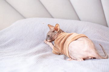 Egyptian sphinx cat in clothes sitting on bed. Close-up of hairless cat in warm sweater.