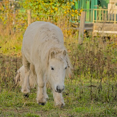 Close-up of cute white pony in a green meadow in Vinderhoutse bossen nature reserve, Flanders, Belgium - ferus caballus 
