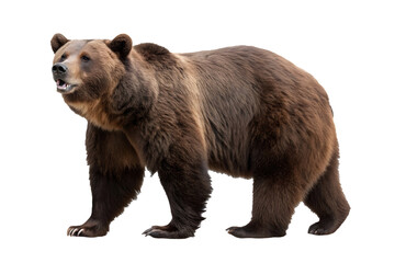 Fototapeta premium brown bear isolated on white