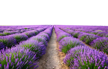 Obraz premium blooming lavender field creating a path isolated on white background PNG