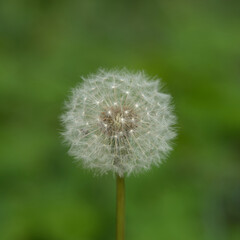 Obraz premium Pusteblume