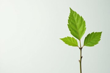 Fototapeta premium Single, delicate sapling against pure white backdrop , sapling, spring