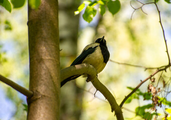 eurasian magpie on a tree branch