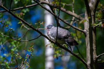 pigeon bird perching on a branch
