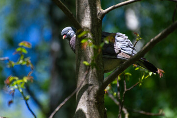 pigeon bird perching on a branch