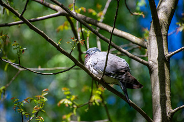 pigeon bird perching on a branch