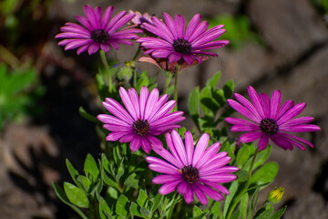  purple flowers of echinacea purpurea