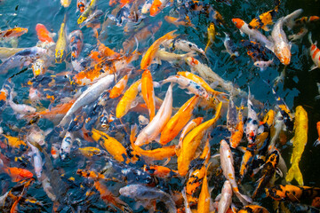 There are many colorful Japanese carp fish swimming in the water. Fish farm. The pond is teeming with a school of large fish.