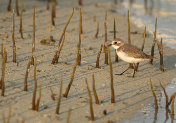 Lesser sand plover in the mid of mangrove roots