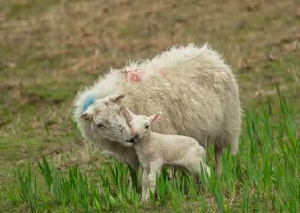 Mother sheep has given birth in green reeds and turns to clean her newborn lamb which has  just managed to stand up. Horizontal.  Space for copy. © Moorland Roamer
