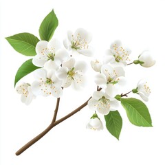 Obraz premium White flowers, cherry blossom branch with leaves on a white background,