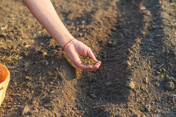 sowing beets in the garden. Selective focus.