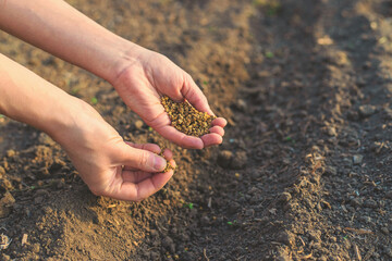 sowing beets in the garden. Selective focus.